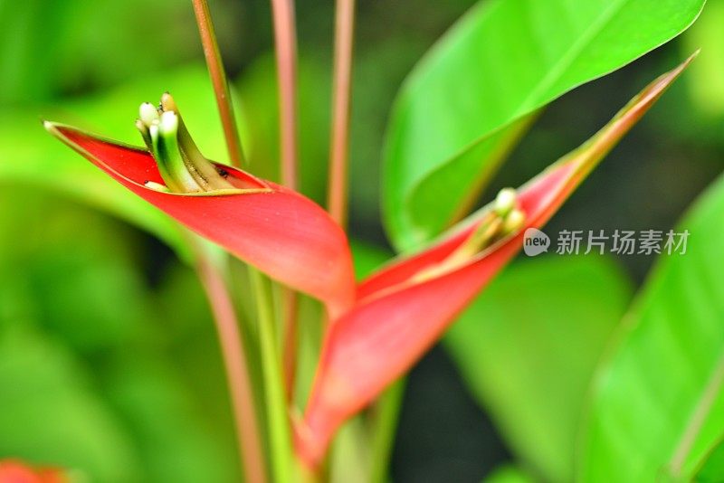 Heliconia /龙虾爪/巨嘴鸟峰